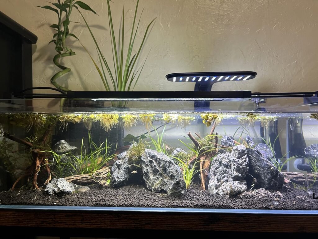 118.4 Gallon Rimless Extra Large Fish Tank