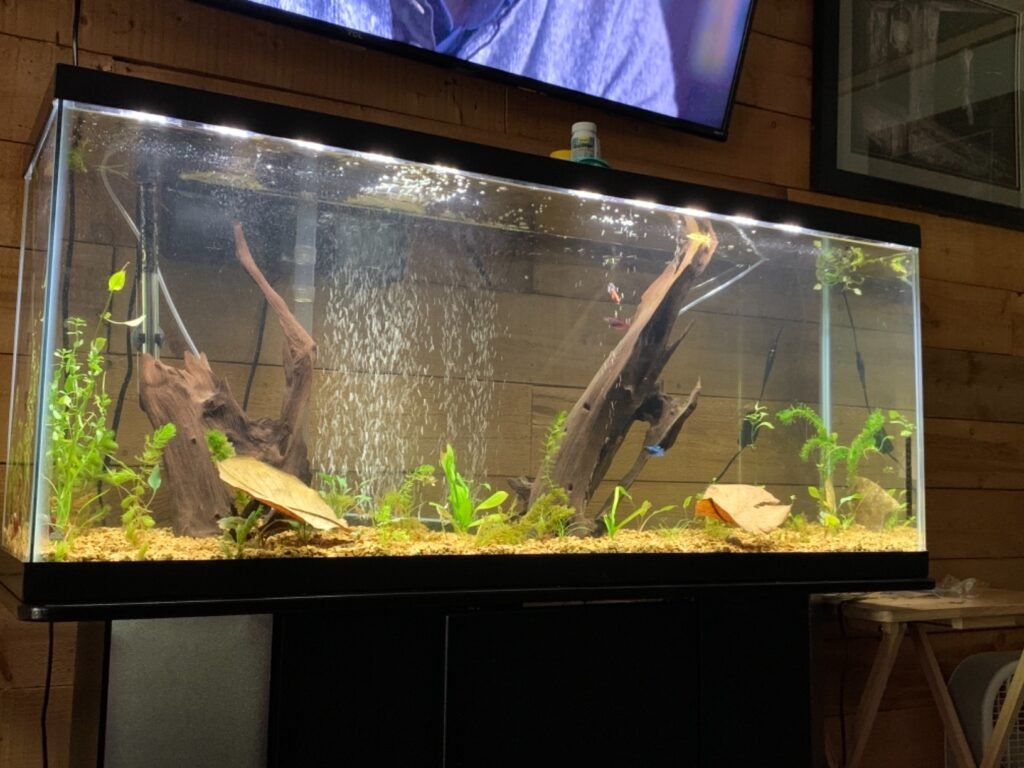 55 Gallon Large Fish Tank