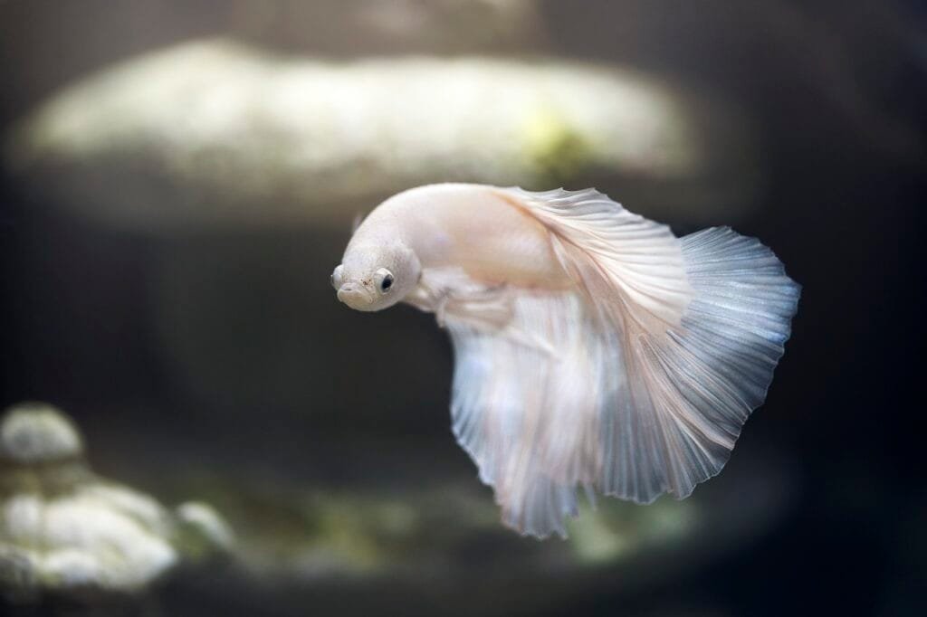 Betta Fish Is Turning White