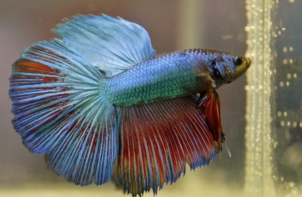 Why Betta Fish Fight