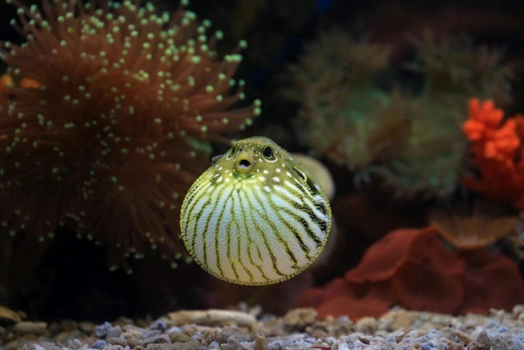 Are Puffer Fish Poisonous to Touch