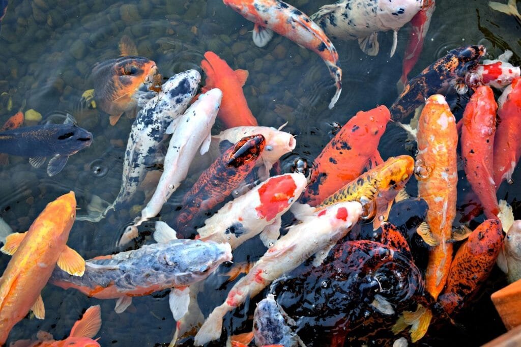 how long do koi fish live
