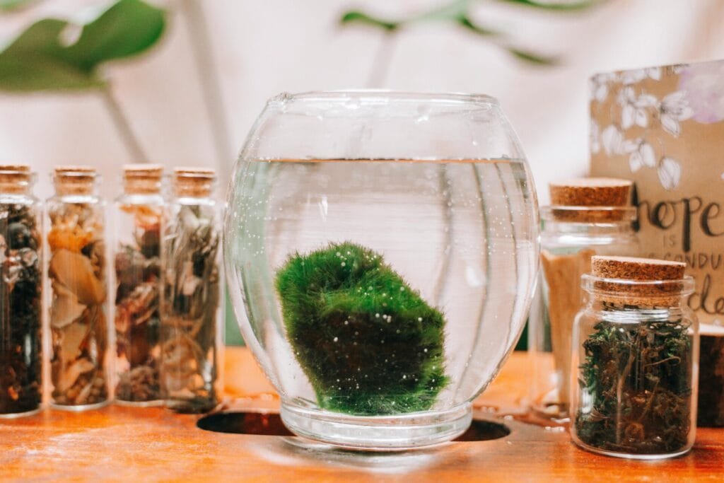 moss ball