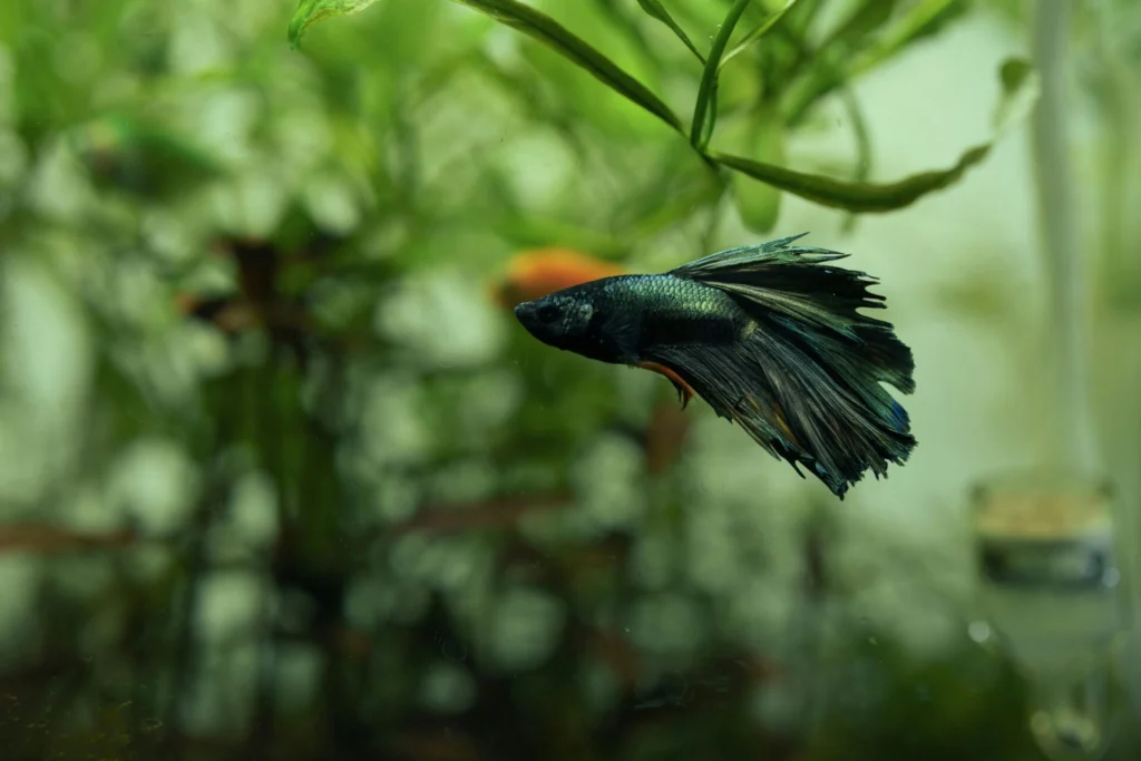 what fish can live with bettas