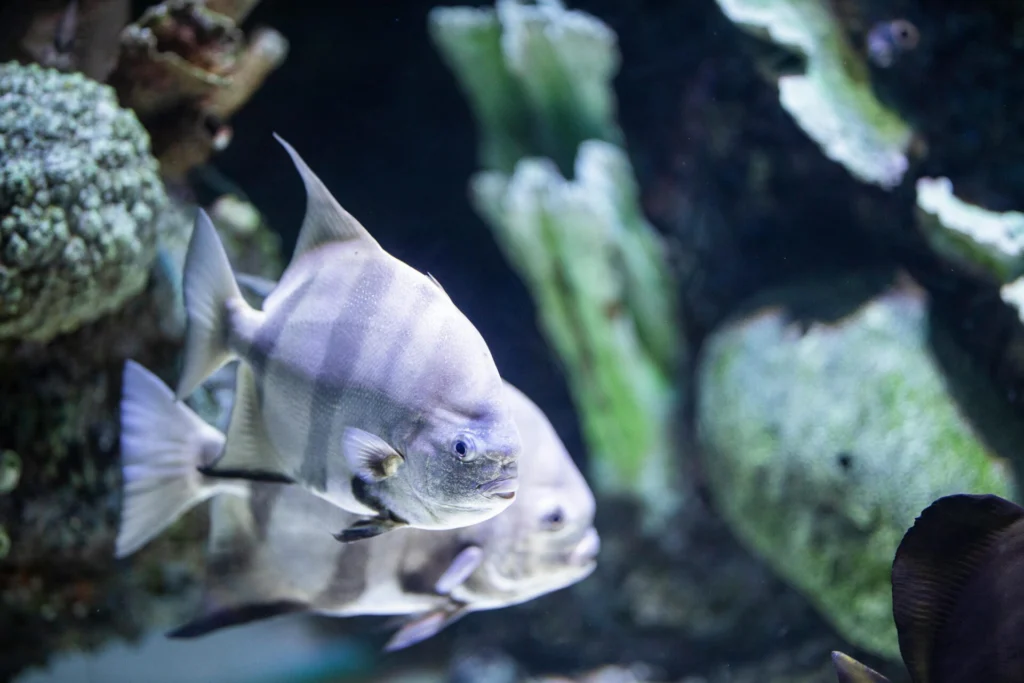 how many fish in a 10 gallon tank